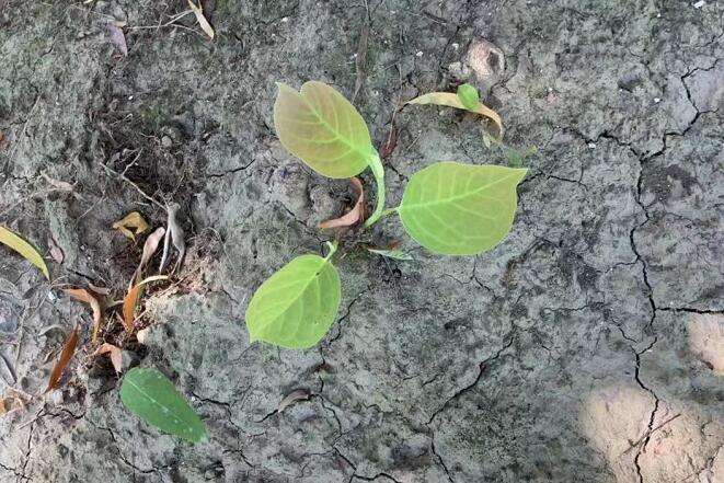 張也簡(jiǎn)歷及個(gè)人資料