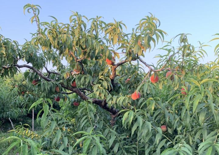 女人吃無花果的好處
