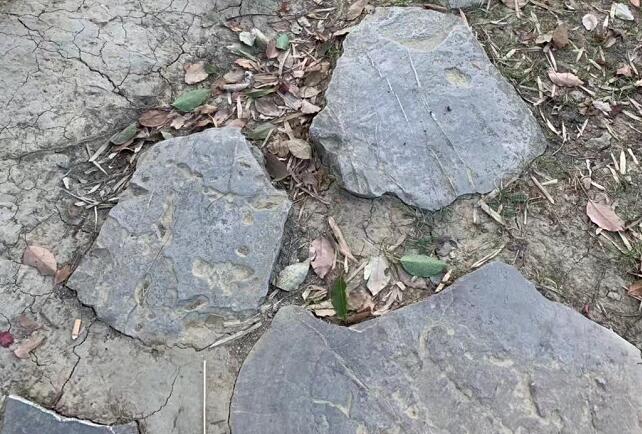 頭皮屑多是什么原因