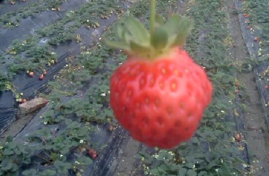 草莓的營養(yǎng)價(jià)值及功效與作用