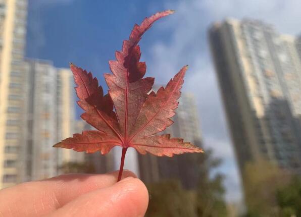 車(chē)曉的個(gè)人簡(jiǎn)介