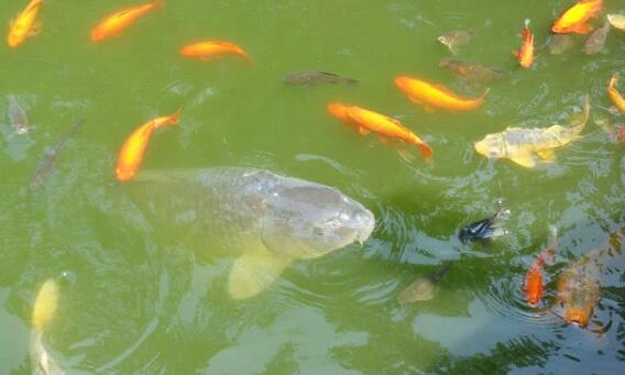 重慶明星魚(yú)莽子被吃掉