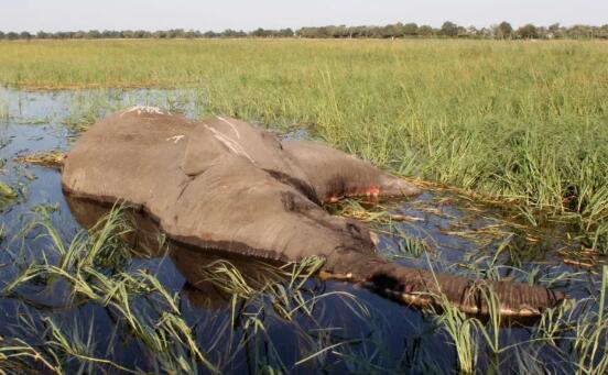 藍藻細菌導(dǎo)致數(shù)百頭大象死亡