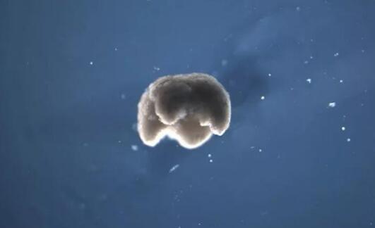 特工帶回中國疫苗