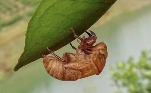 清道夫魚(yú)為什么不能吃