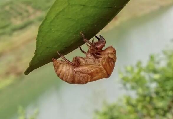 女人吃金蟬的好處