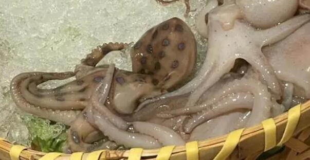 網(wǎng)友稱吃火鍋遇劇毒藍(lán)環(huán)章魚