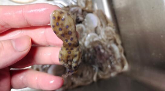 深圳一網(wǎng)友稱在山姆買到藍(lán)環(huán)章魚