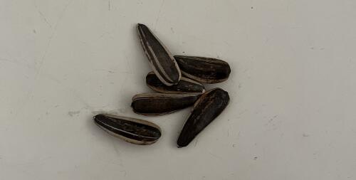 原來嗑瓜子上癮有科學依據(jù)