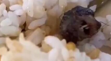 學(xué)校食堂吃出老鼠頭