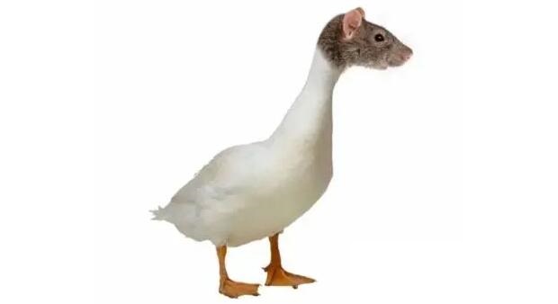 鼠頭鴨脖院校已刪除鴨脖聲明