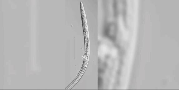 科學(xué)家復(fù)活了46000年前的蟲子