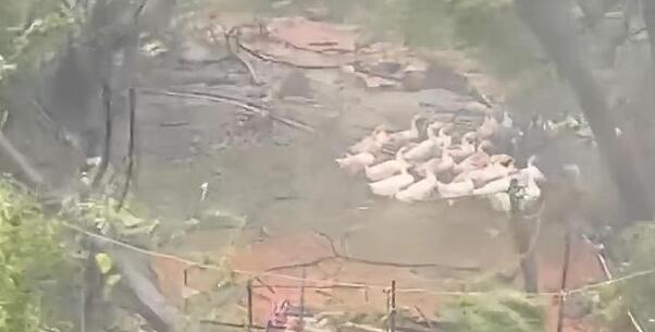 杜蘇芮臺風(fēng)將樹連根拔起