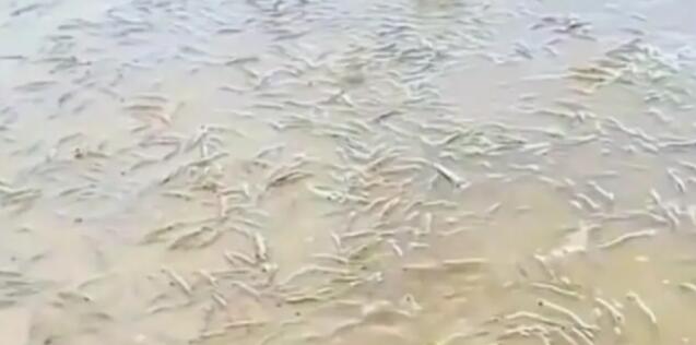 廣東一海灘突然涌現大量海蝦