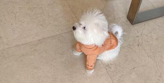 小狗返鄉(xiāng)途中暈車還被貓打了一巴掌