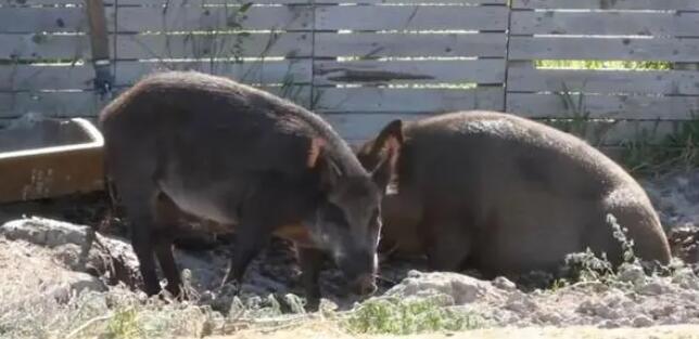 加拿大超級(jí)豬入侵美國(guó)