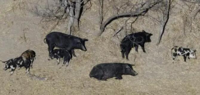 加拿大超級(jí)豬入侵美國