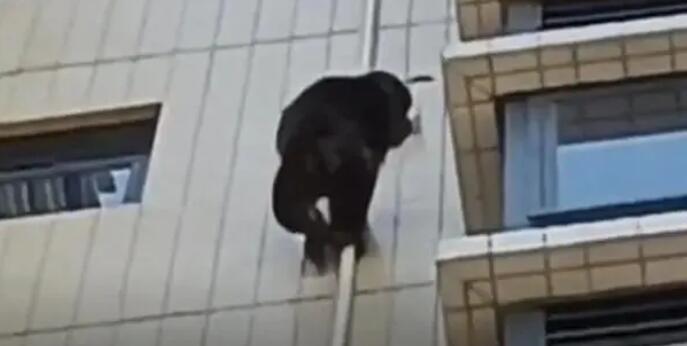 廣東有猩猩爬居民樓