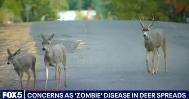 美國(guó)出現(xiàn)僵尸鹿病毒