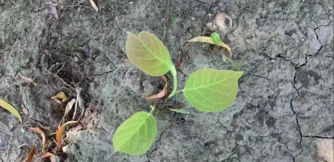 八重神子被焯出白水怎么辦