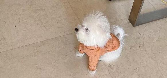 家里養(yǎng)什么樣的狗狗旺財