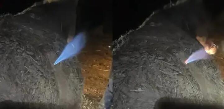 騾子肚子發(fā)脹獸醫(yī)放氣點(diǎn)火