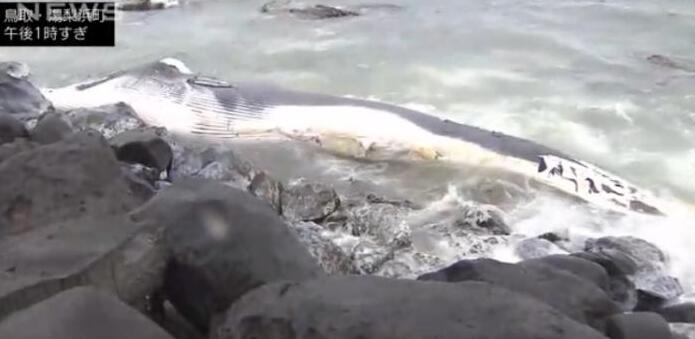 日本海岸現(xiàn)超10米長(zhǎng)鯨魚尸體