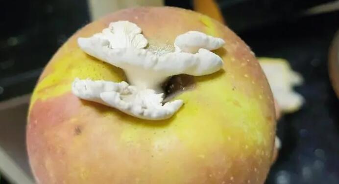 蘋(píng)果長(zhǎng)出大蘑菇裂褶菌