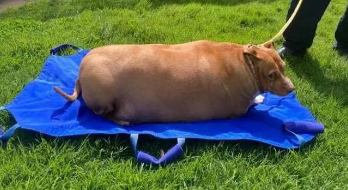 女子過(guò)度喂食寵物狗致死獲刑