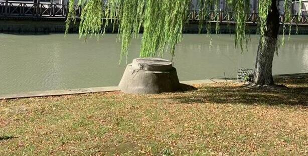 南方潮濕到樹(shù)都長(zhǎng)出氣生根了