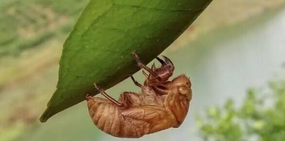 敘利亞為什么發(fā)生戰(zhàn)爭