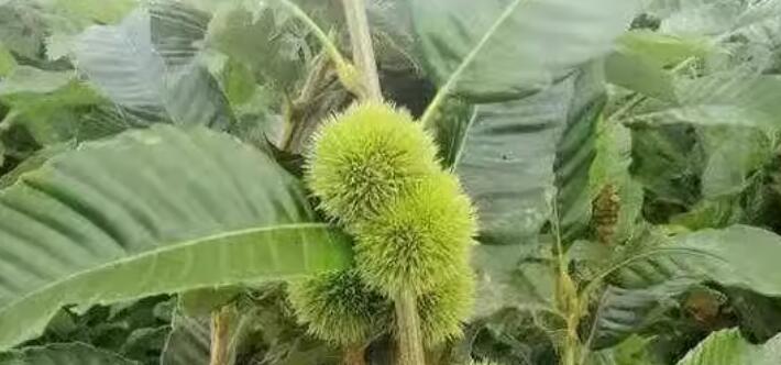 留學(xué)生在意大利把馬栗當(dāng)板栗