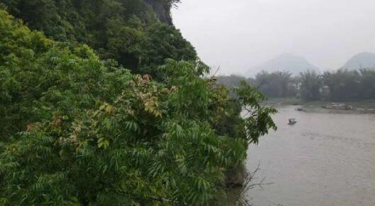 廣西發(fā)現(xiàn)新物種陽朔風箏果