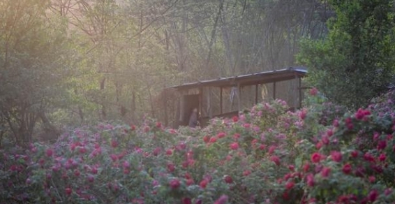 李子柒拿柴房造了一個森林衣帽間